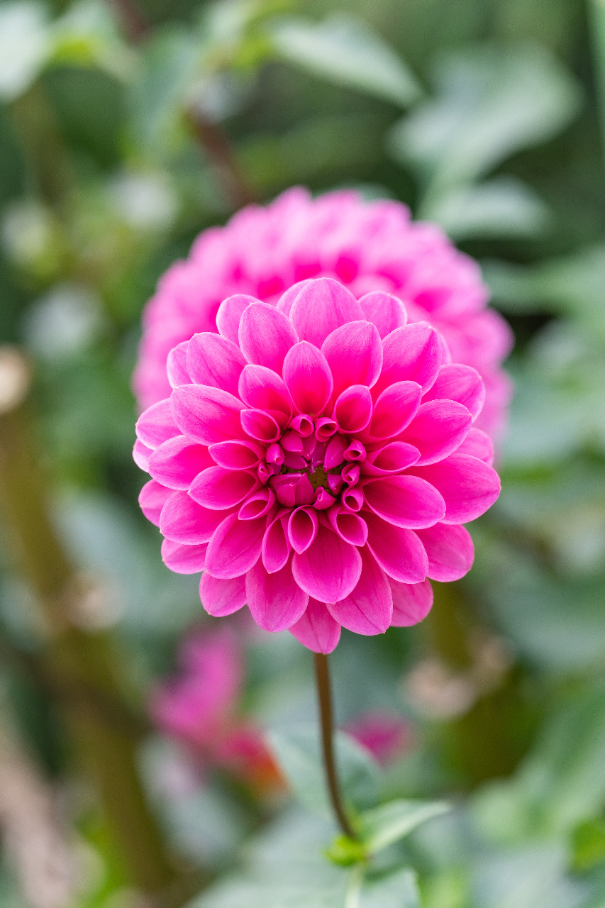 ダリア,花,canon,5d4