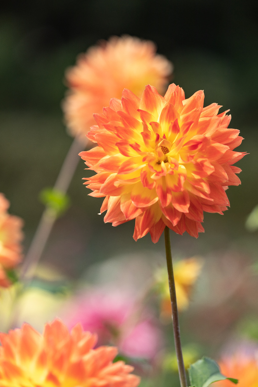 ダリア,花,canon,5d4