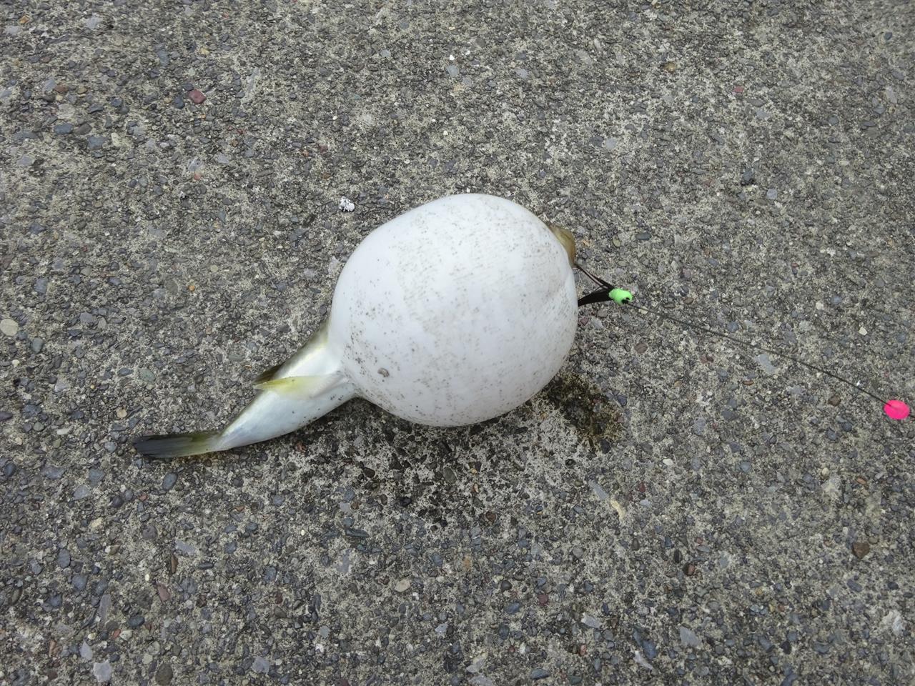 alt