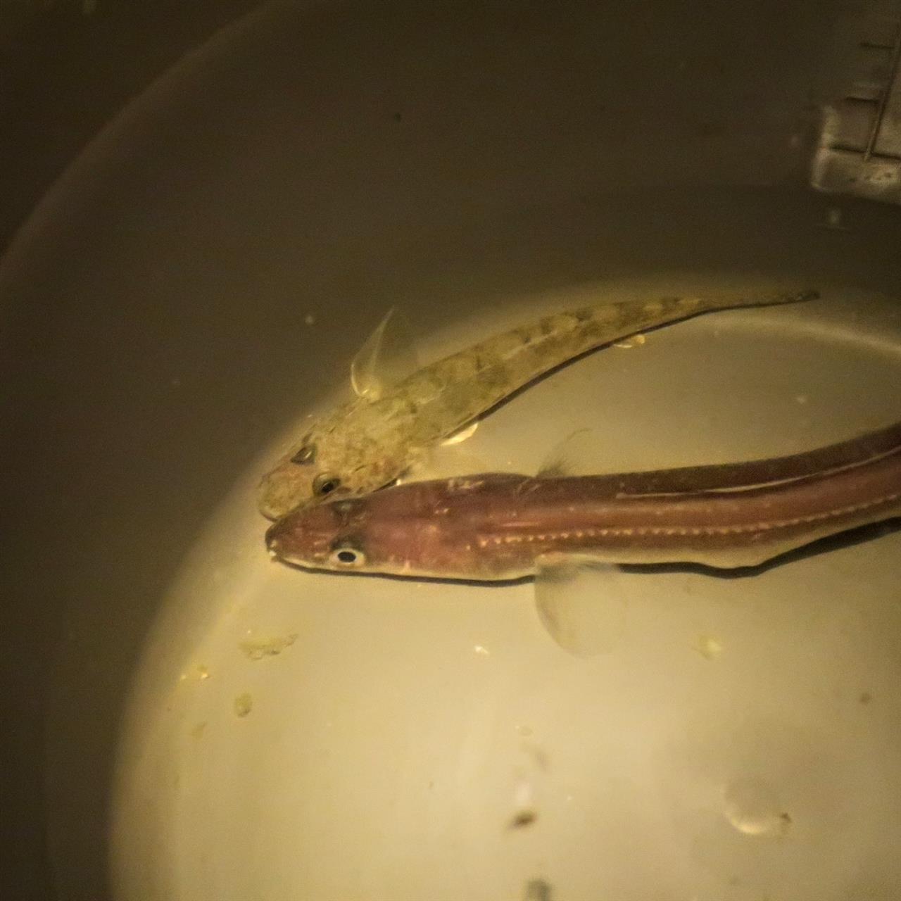 10 25 本日の釣果 釣り ハゼ アナゴ 釣ったら食べる プジョー08 小砂川のブログ 小砂川 こさがわ のペイジ みんカラ 10 25 本日の釣果 釣り ハゼ アナゴ 釣ったら食べる プジョー08 小砂川のブログ 小砂川 こさがわ のペイジ みんカラ