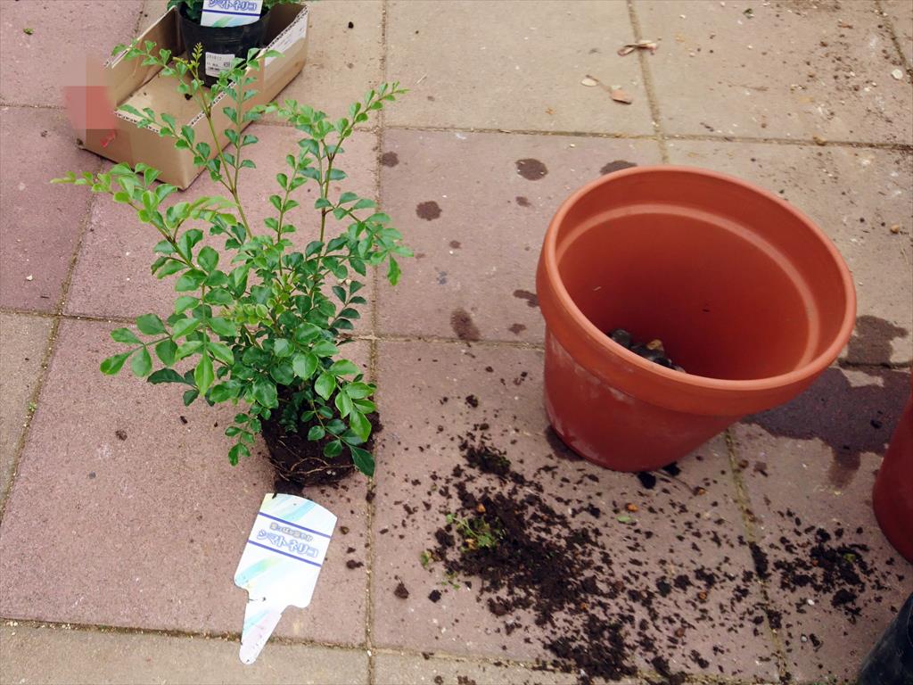 大きな鉢植えは大変だ Masa1128のブログ Masa1128のページ みんカラ 大きな鉢植えは大変だ Masa1128のブログ Masa1128のページ みんカラ