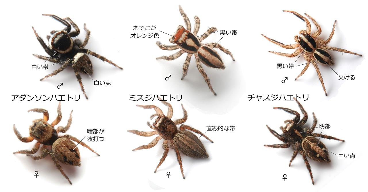 ハエトリグモ