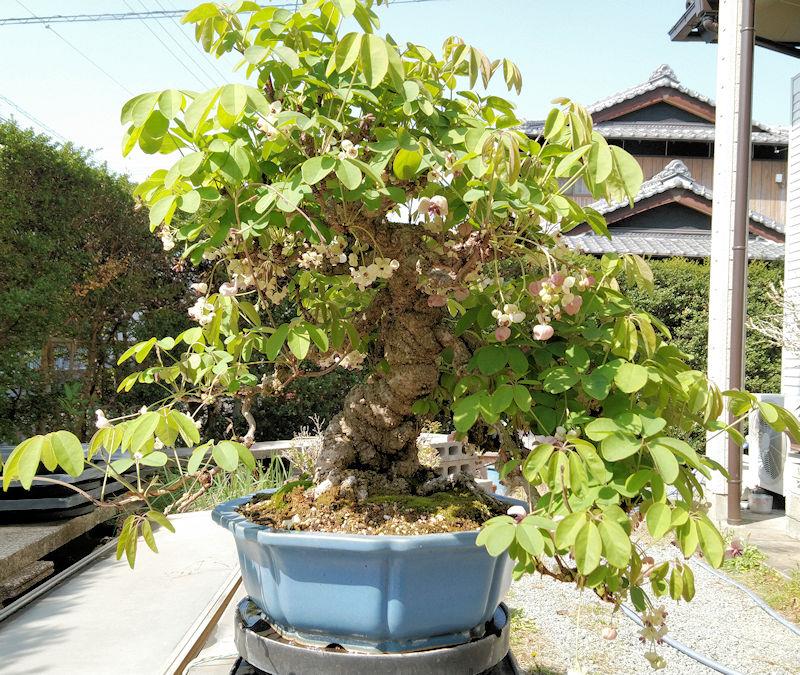 盆栽の紅葉と整枝|マサ21のブログ|シビックEK3(VTi)に乗り 盆栽の紅葉と整枝|マサ21のブログ|シビックEK3(VTi)に乗り