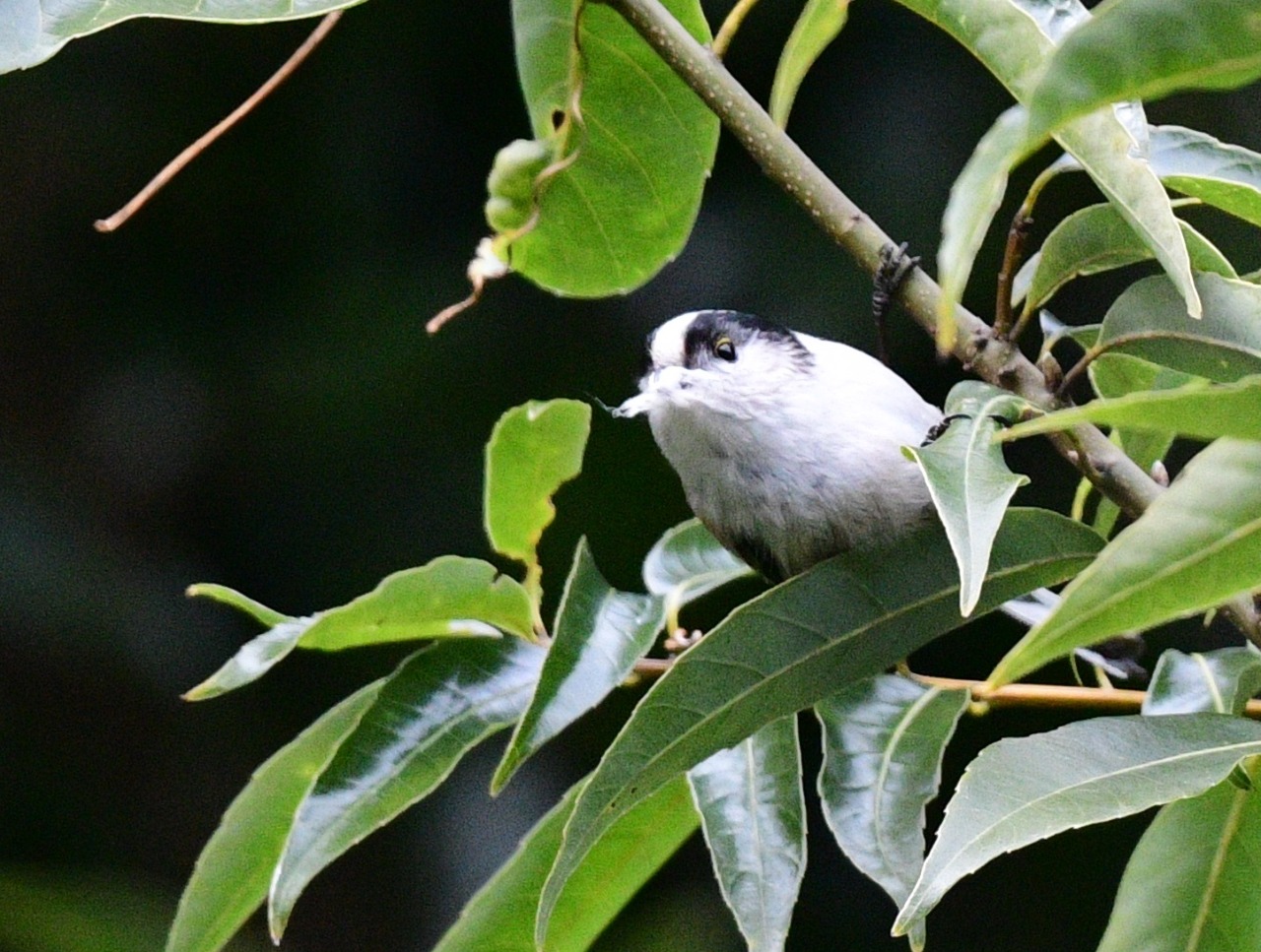 alt