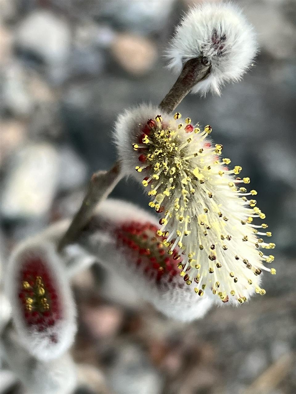 川原のネコヤナギの花 Takobeaのブログ Takobeaのページ みんカラ