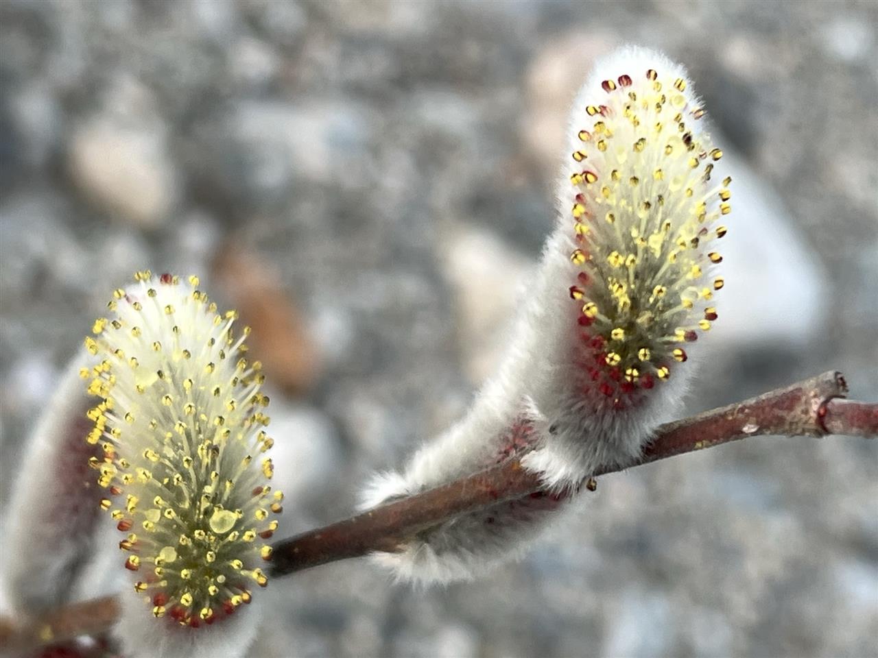 川原のネコヤナギの花 Takobeaのブログ Takobeaのページ みんカラ