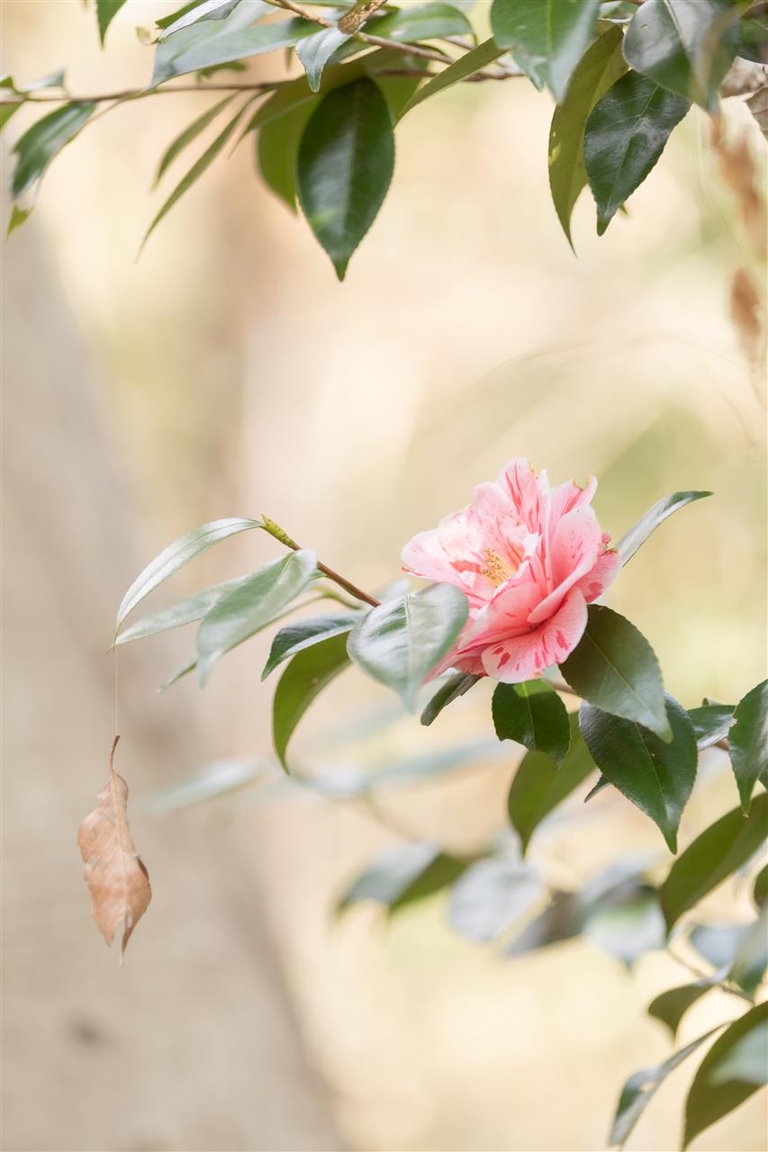 ツバキ,椿,デジイチ,canon,eos5d4
