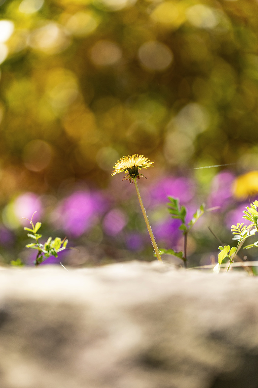 タンポポ,デジイチ,canon,5d4