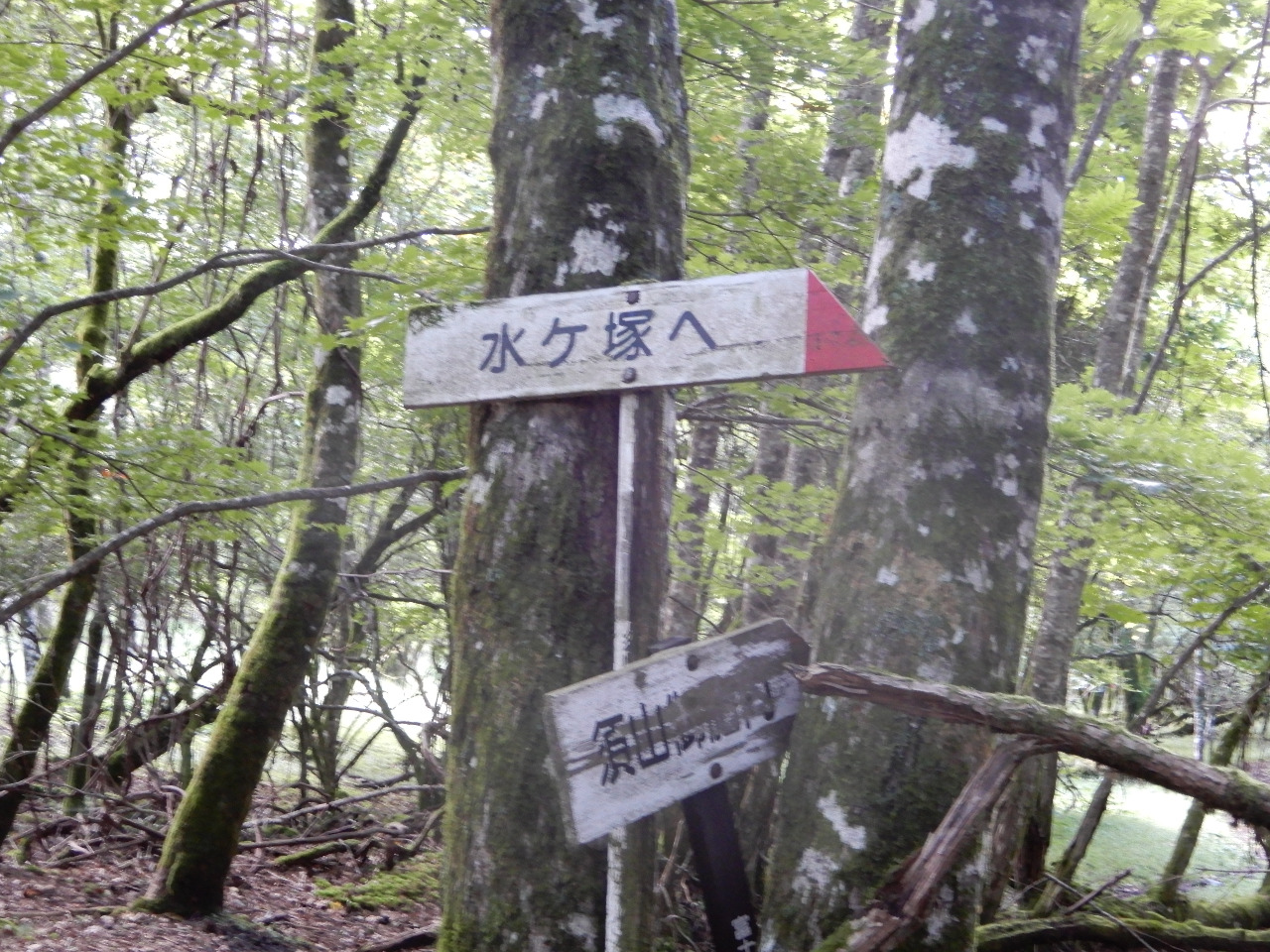 alt