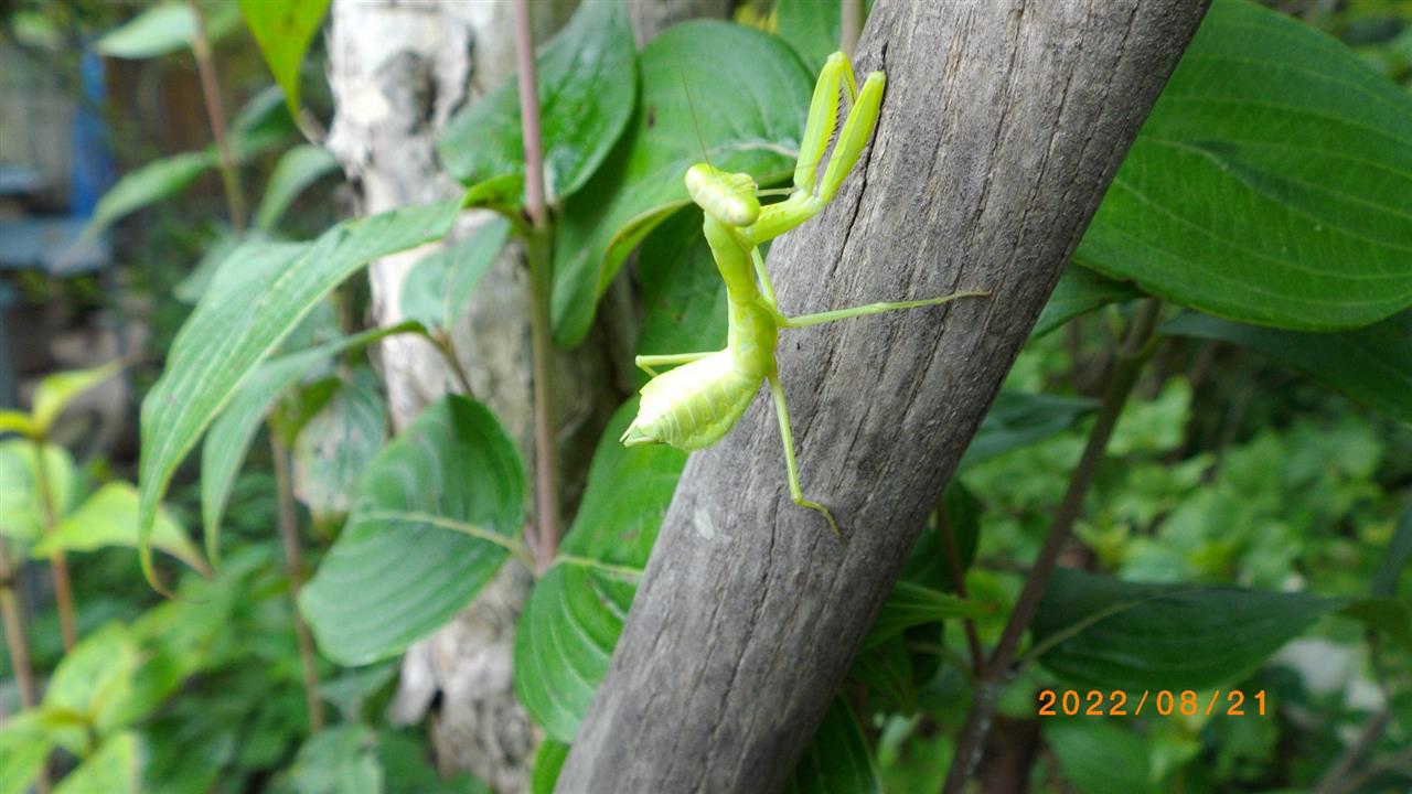 alt