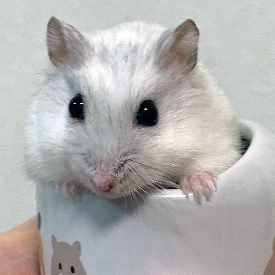 alt