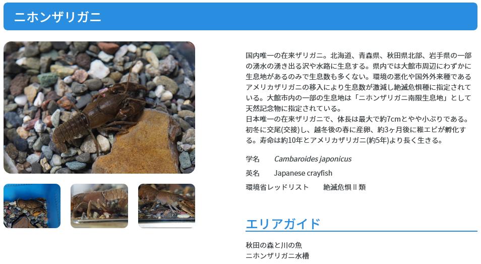 ニホンザリガニ