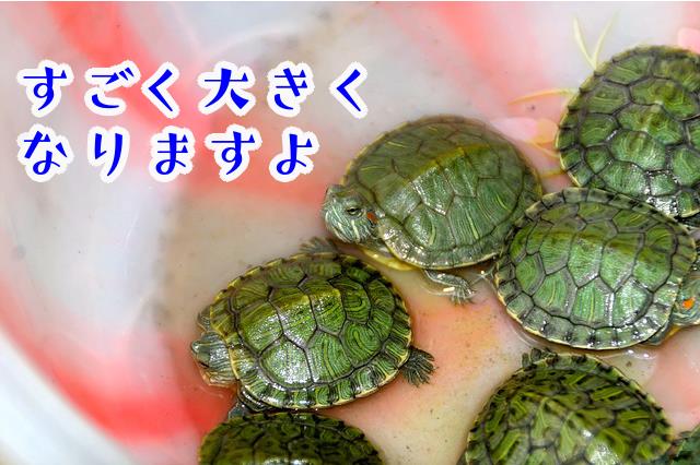 ミドリガメ