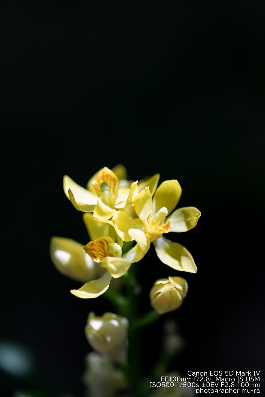 キンラン,金蘭,花,5d4