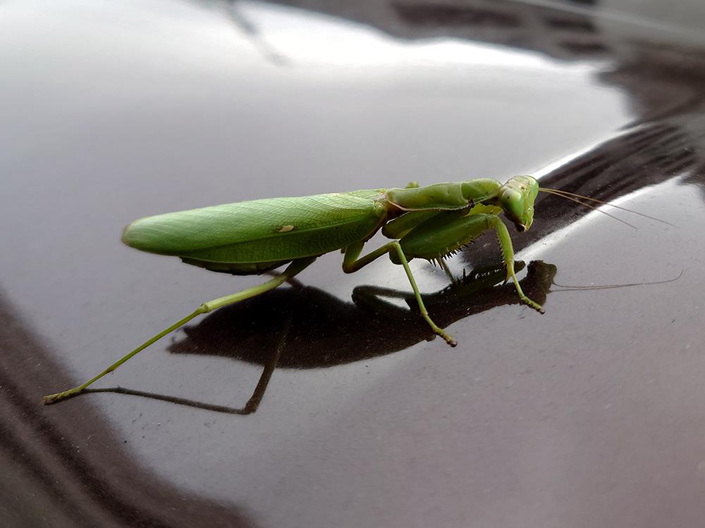 ハラビロカマキリ