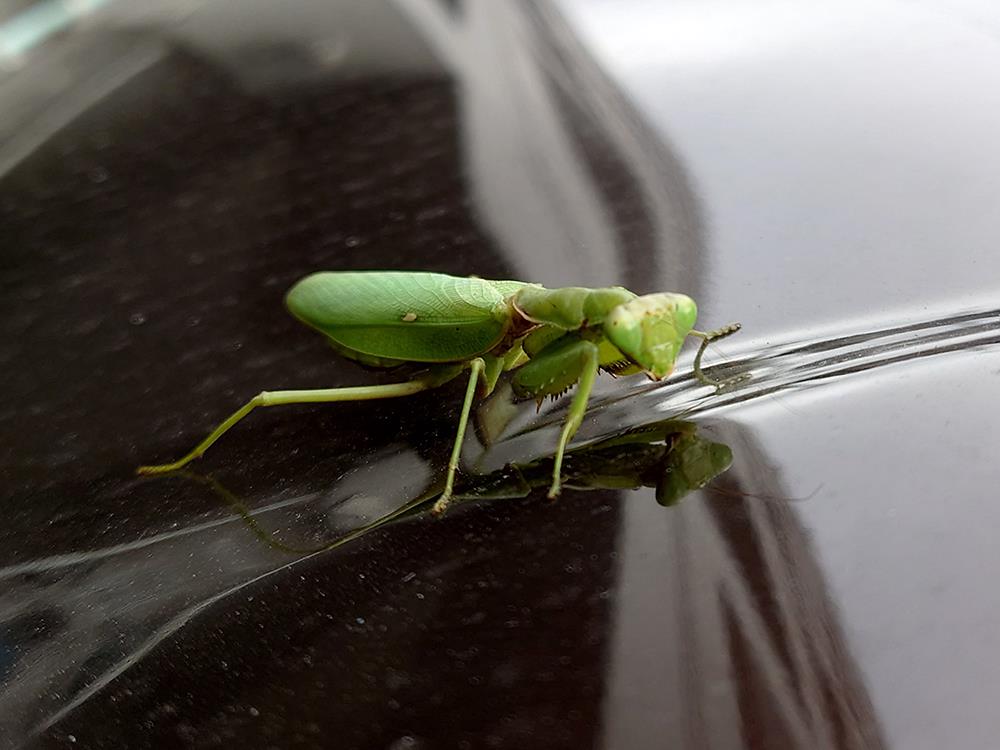 ハラビロカマキリ