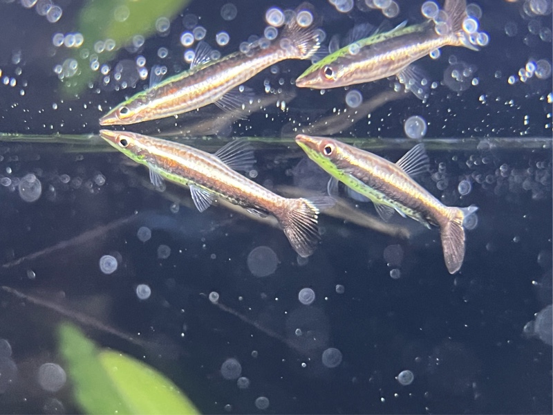 aquarium)ブセファランドラ 生育日誌｜TECHNITUNED βのブログ