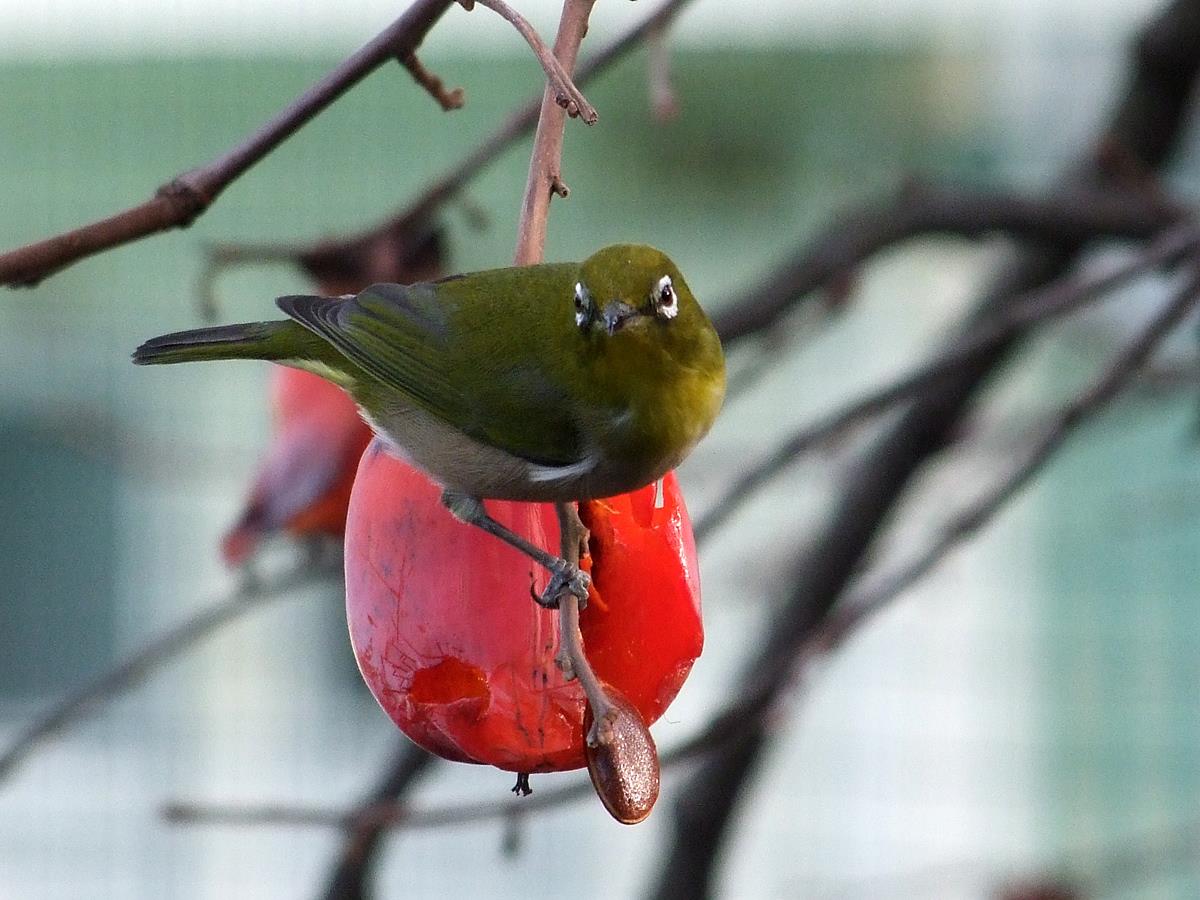 柿と野鳥を撮影しました！（ウチの庭だけど…）｜MAMOSUNのブログ