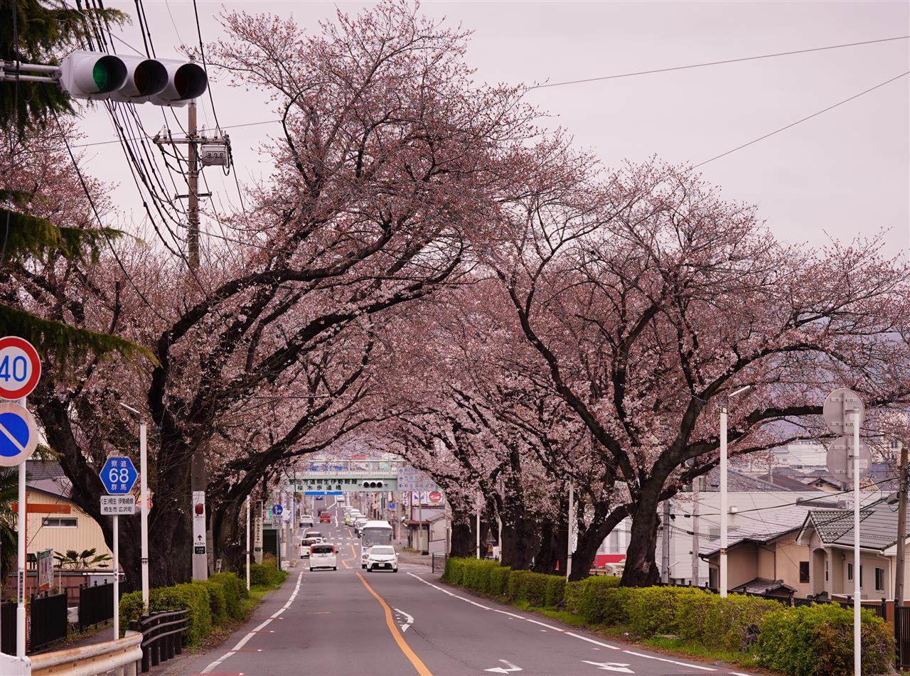 胴吹き桜｜ふかぁみどりぃのブログ｜MINIっていいね