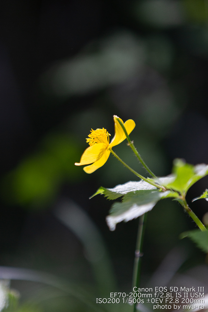 キンポウゲ科,5d3,canon